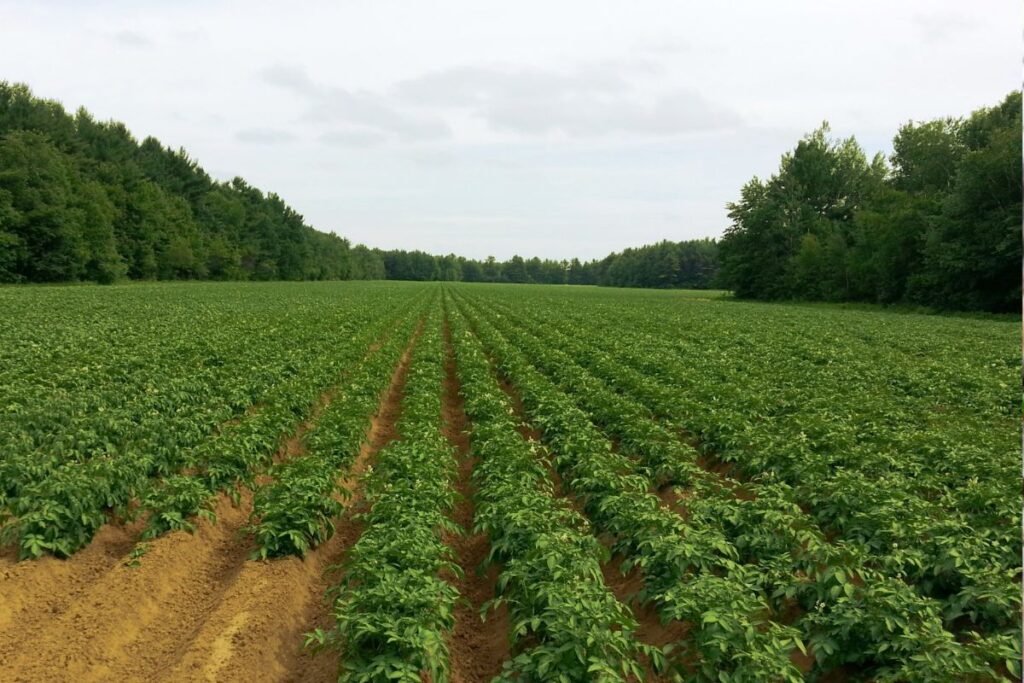 When to Plant Potatoes in Virginia 