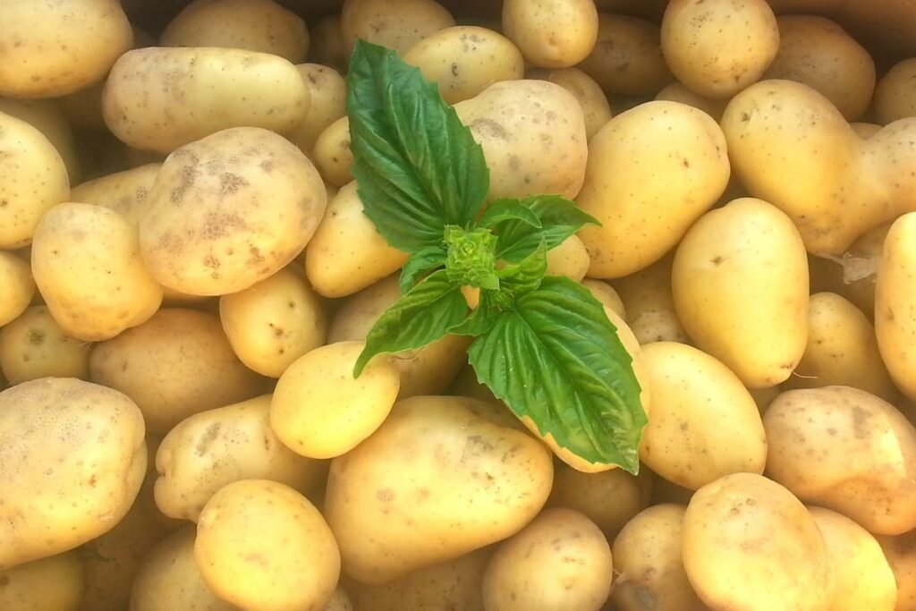 When to Plant Potatoes in Virginia 