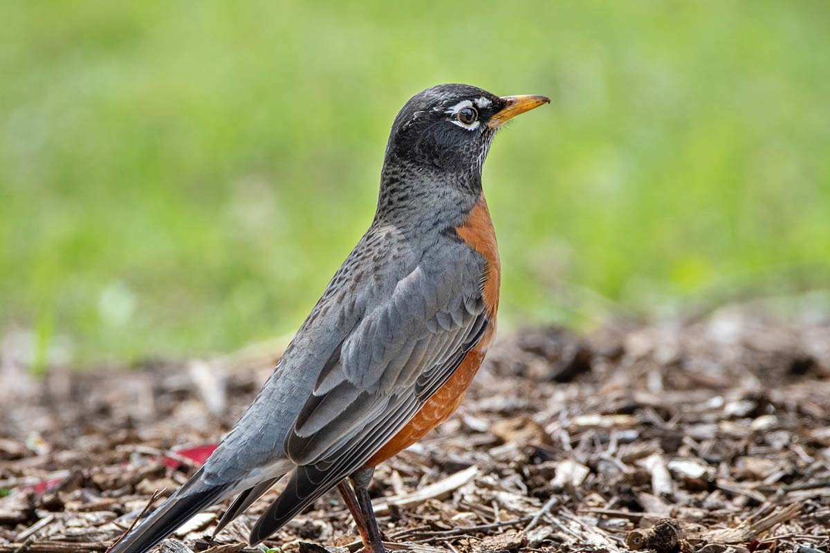 What is the State Bird of Wisconsin? American Robin Facts!