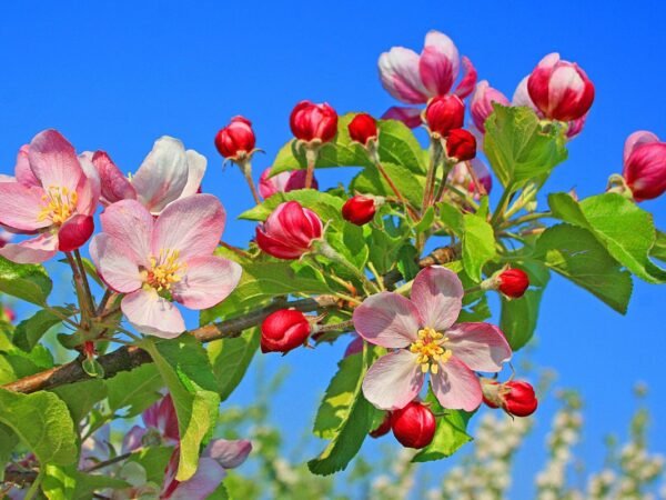 What is the State Flower of Arkansas? Unveiling the Apple Blossom!