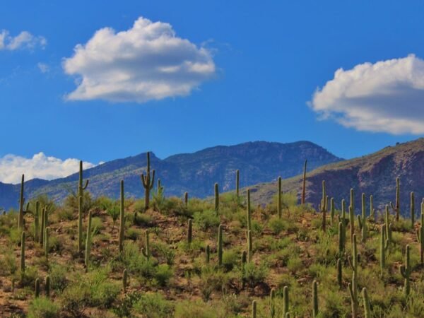 Arizona Hard Tea: Where to Buy in the USA - Best Deals!