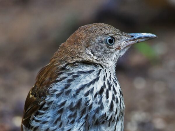 What Is the Georgia State Bird? Explore the Fascinating Brown Thrasher!