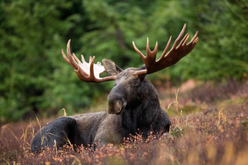 How Many Moose in Alaska