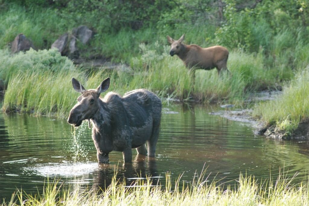 How Many Moose in Alaska