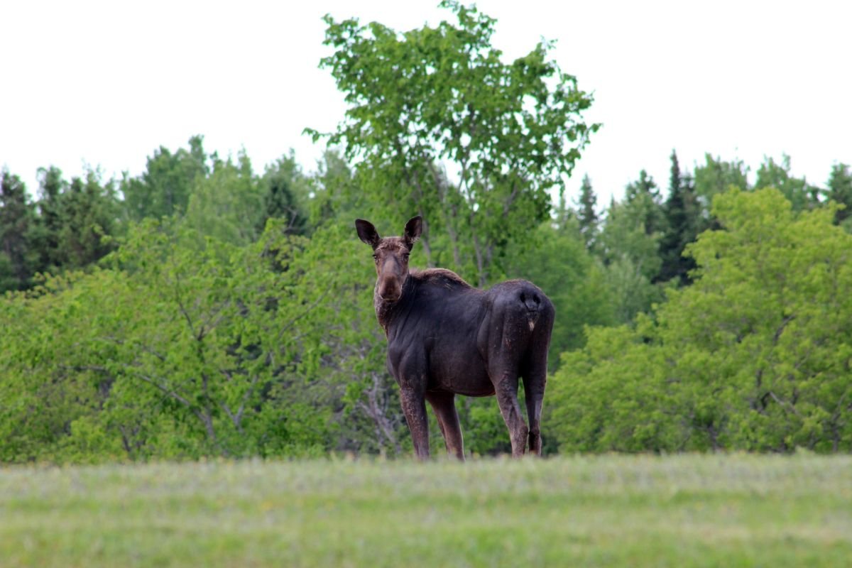 How Many Moose in Alaska? Exploring the Winter Landscape