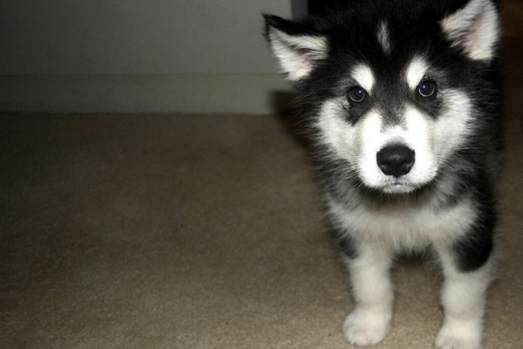 How Much is an Alaskan Malamute in 2023