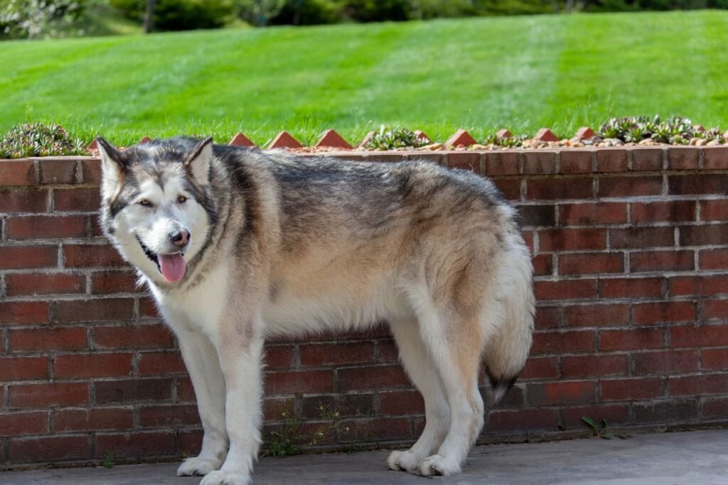 How Much is an Alaskan Malamute in 2023