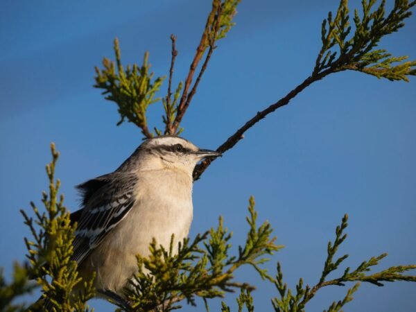 What is Arkansas State Bird? Discover Fascinating Facts About the Mockingbird!