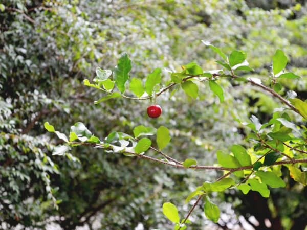 What is the State Tree of Arizona? Discover the Palo Verde!