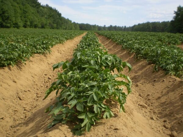 When to Plant Potatoes in Arkansas - 2023 Guide