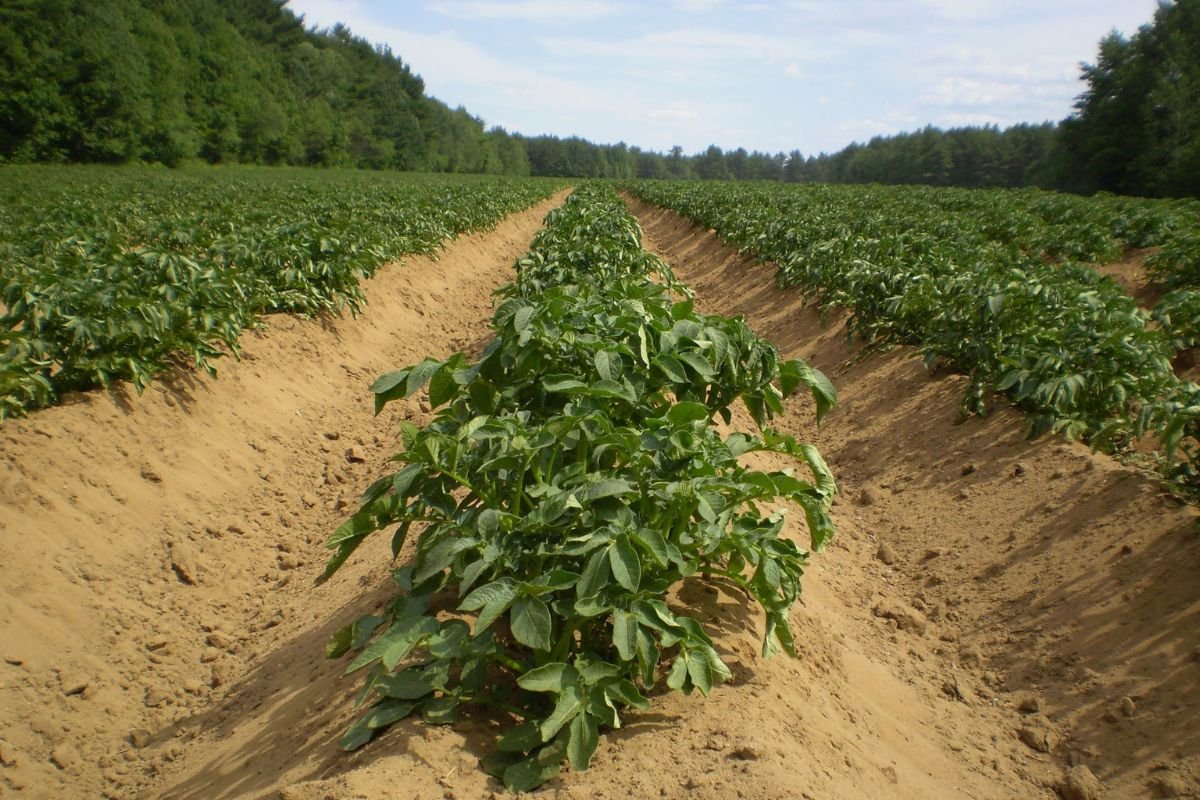 When to Plant Potatoes in Arkansas - 2023 Guide