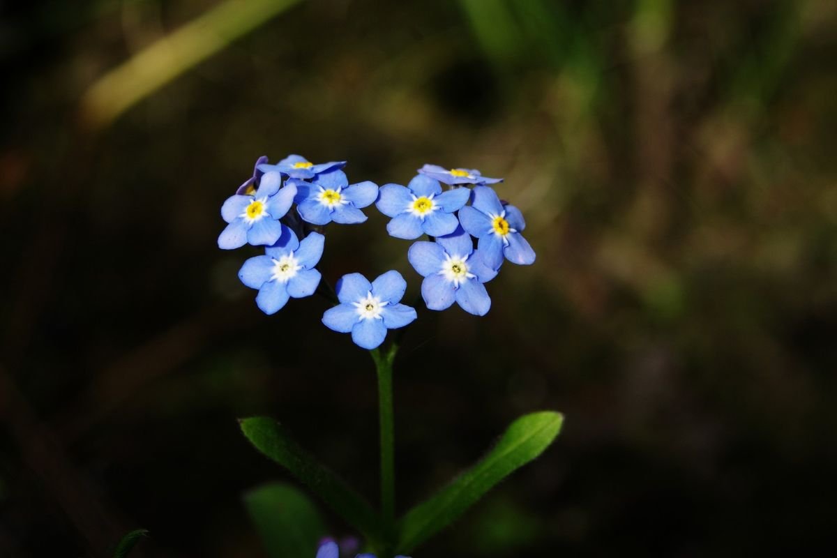 What is Alaska's State Flower? Discover Forget-Me-Not!