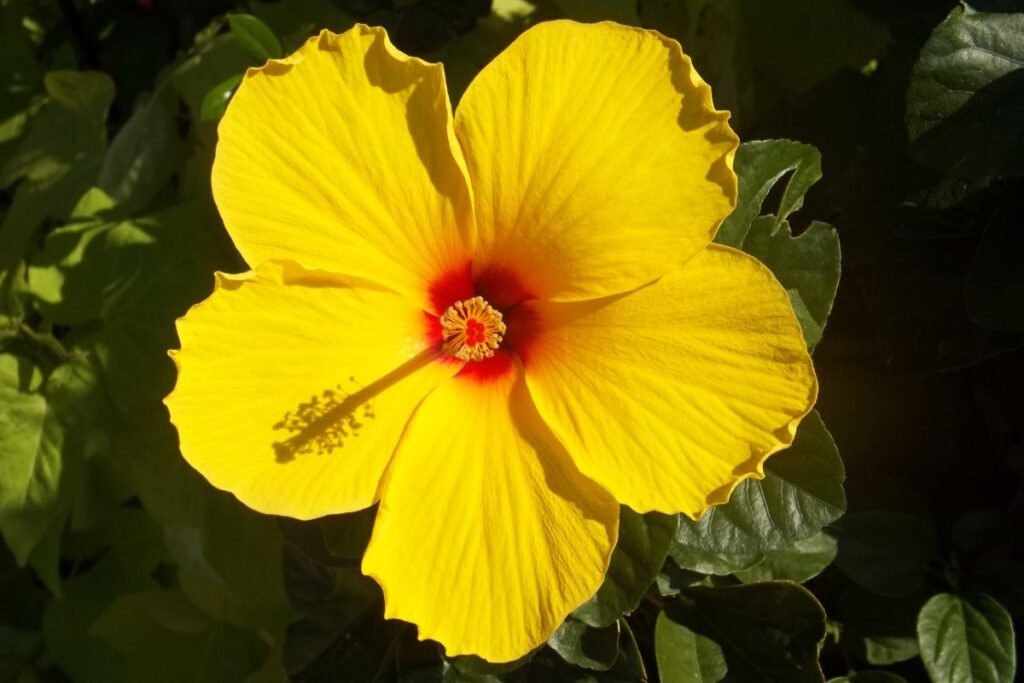 What is Hawaii's State Flower