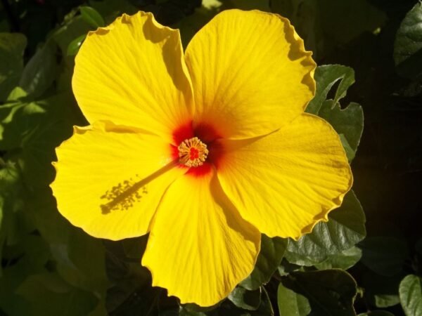 What is Hawaii's State Flower? Yellow Hibiscus Revealed!