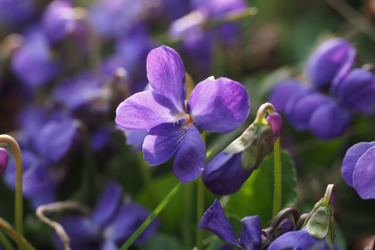 What is Illinois State Flower? Unveiling the Beautiful Violet!