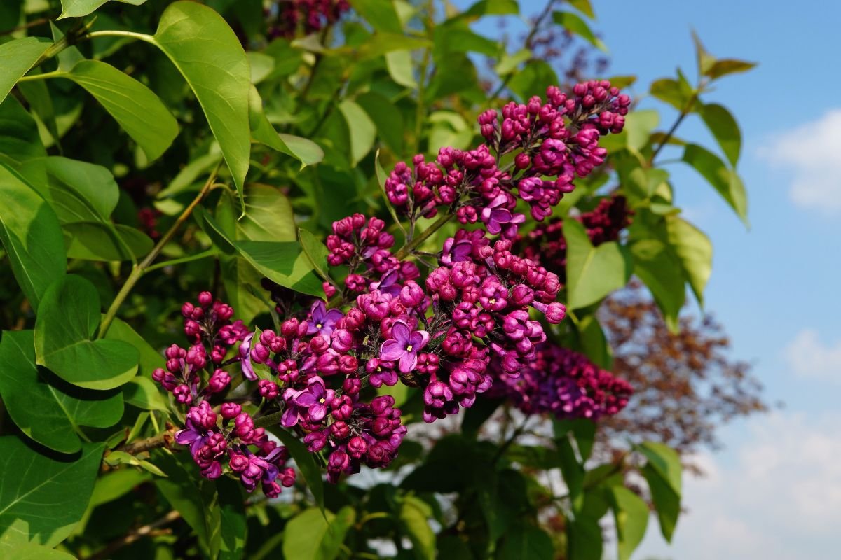 What is The State Flower of Idaho? Discover Syringa, a Beautiful Emblem!