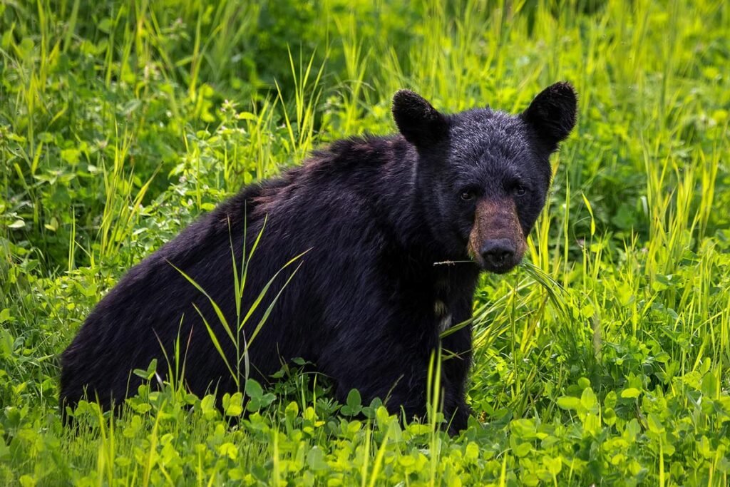 What is the State Animal of West Virginia