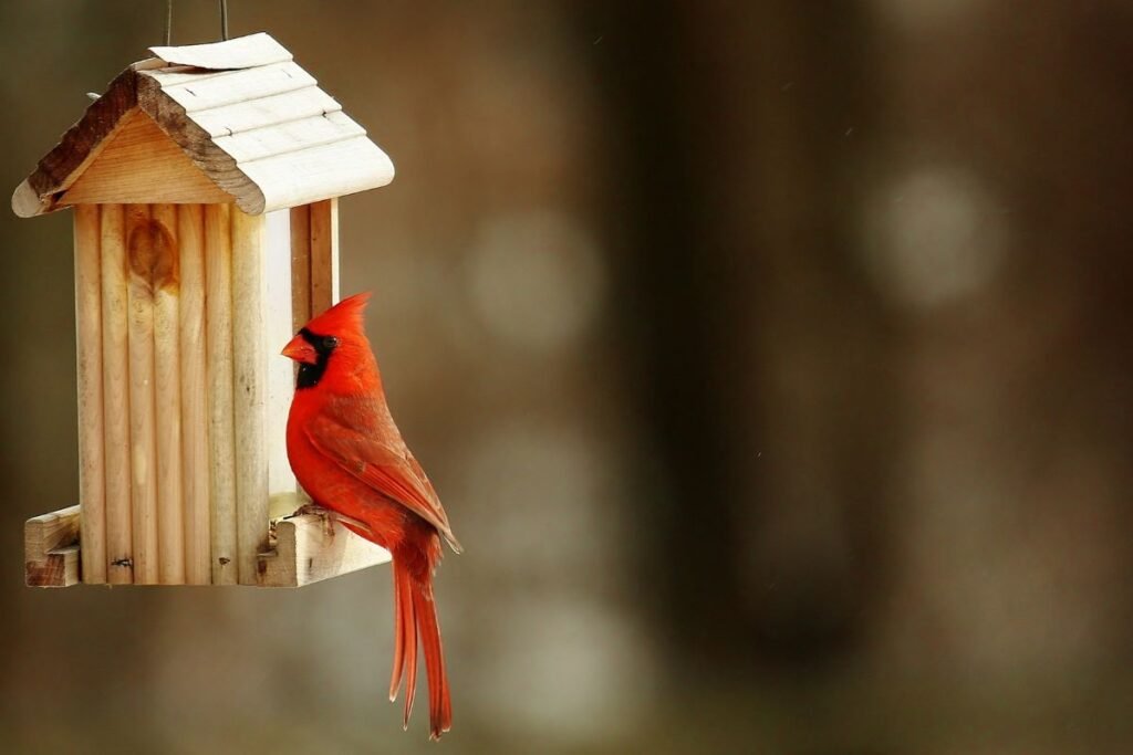 What is the State Bird of West Virginia