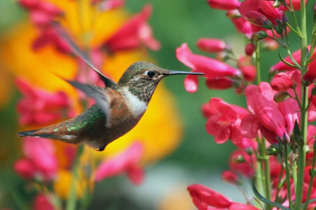 When Do Hummingbirds Leave Illinois