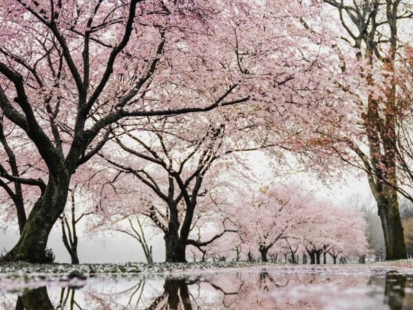 When Does Spring Start in California? 2023/2024 Dates & More