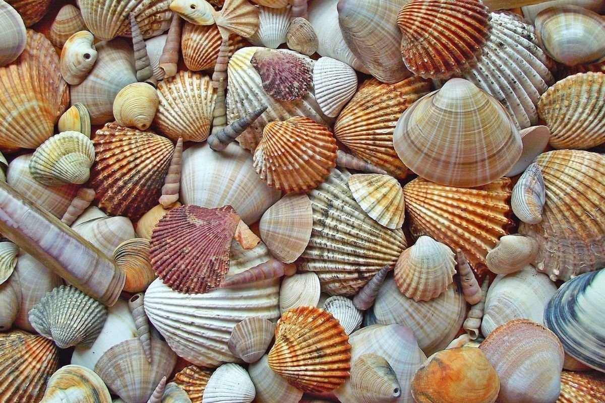 When is Scallop Season in Florida? 2023 Dates & Must-Know Tips!