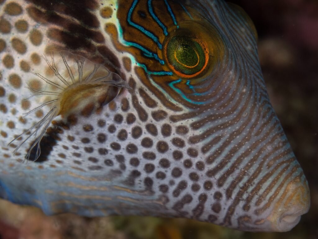 what is the state fish of hawaii