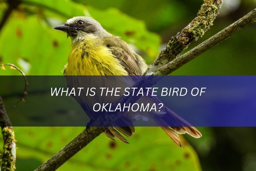 What is the State Bird of Oklahoma