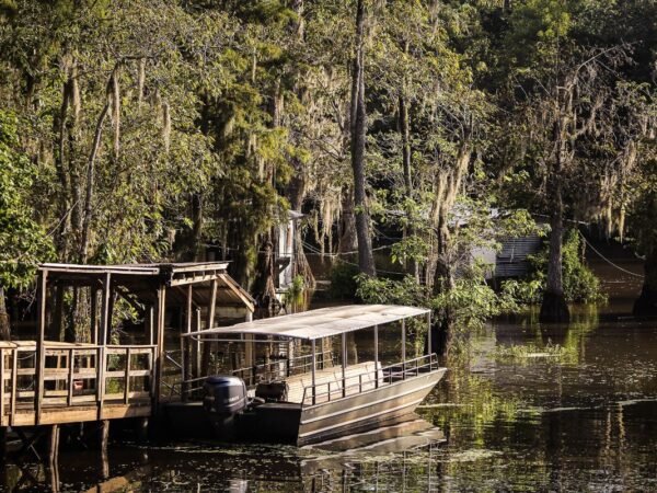 How Much Are Alligator Tags in Louisiana 2023 Guide