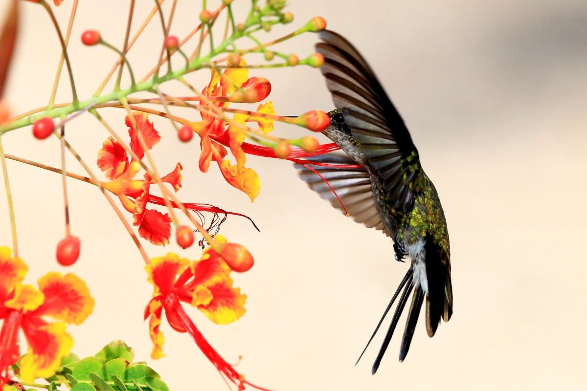 When Do Hummingbirds Leave Maryland? Find Out Now!