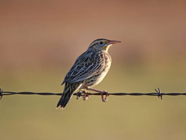 What is the State Bird of North Dakota? Discover the Western Meadowlark!