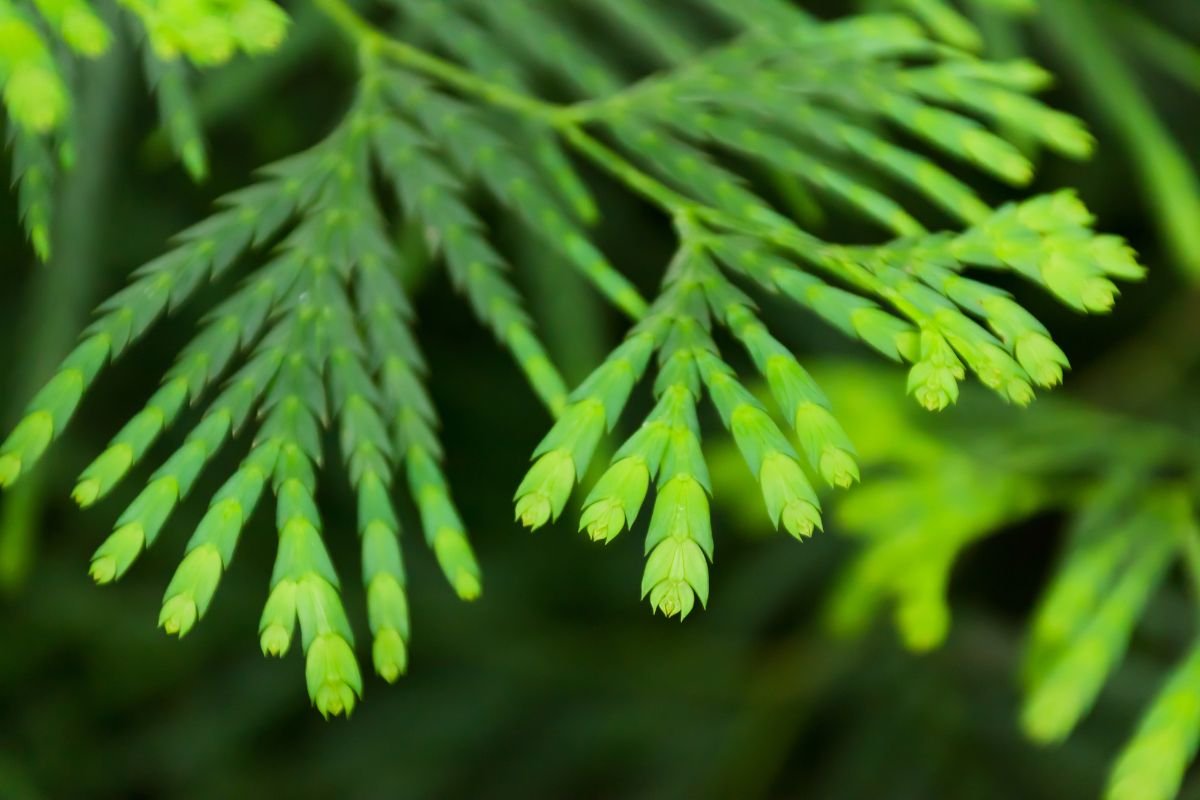 What is Louisiana's State Tree? Discover the Bald Cypress!