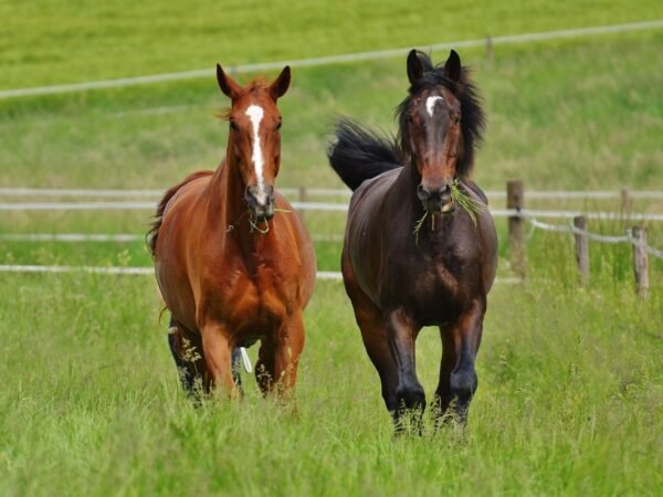 What is Maryland's State Animal? Unveiling the Official Symbol