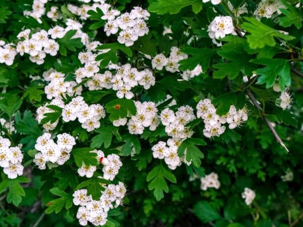 What is Missouri's State Flower? Discover the White Hawthorn Blossom!