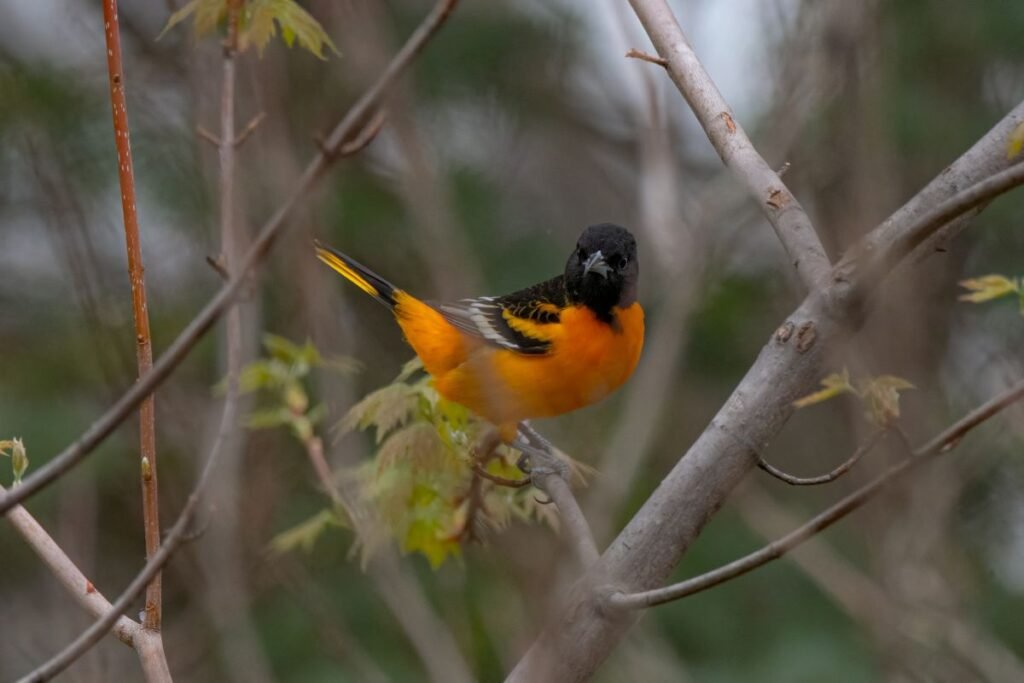 What is the State Bird of Maryland