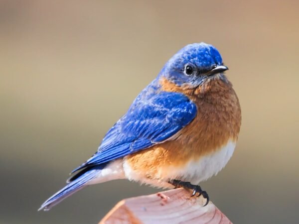 What is the State Bird of Missouri? Eastern Bluebird!