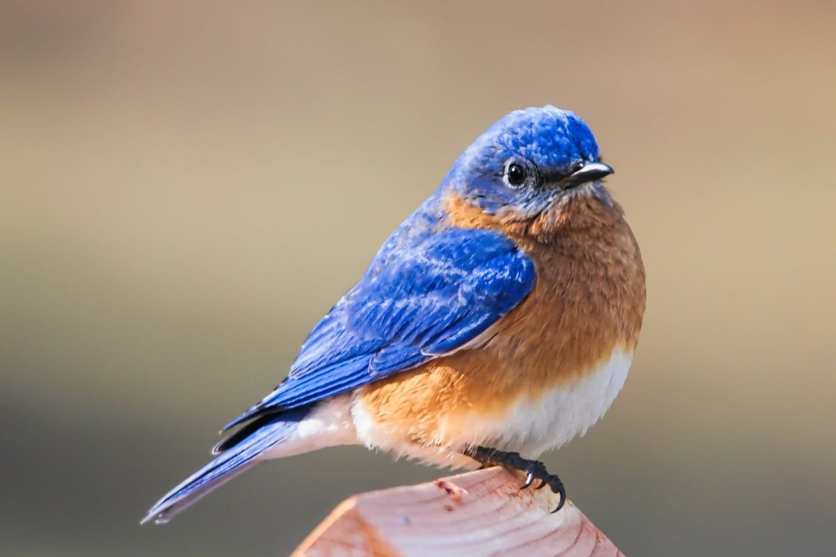 What is the State Bird of Missouri? Eastern Bluebird!