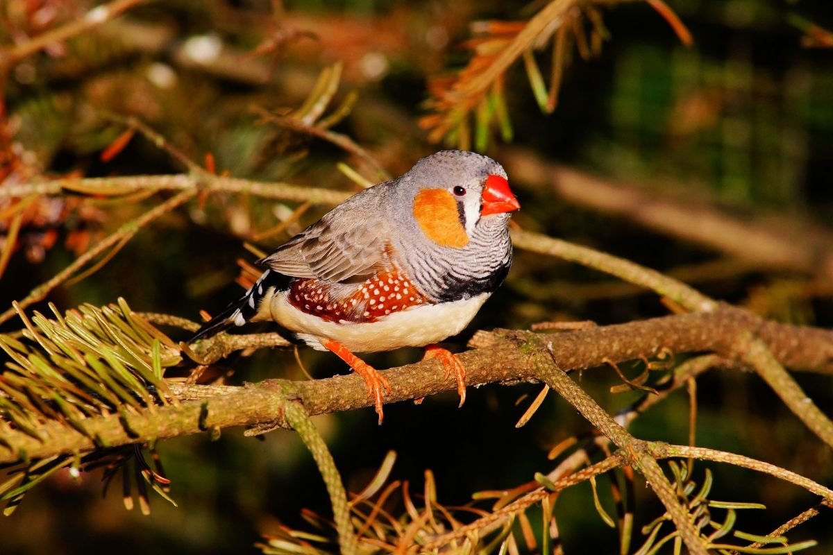 What is the State Bird of New Hampshire? Discover the Purple Finch!