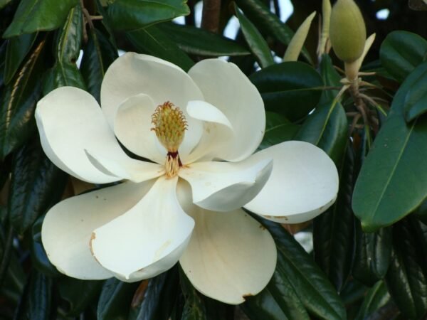 What is the State Flower of Louisiana? Magnolia - Symbol of Strength