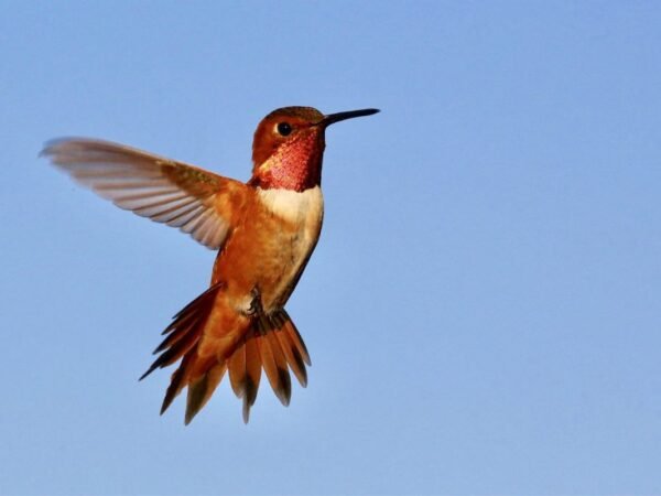 When Do Hummingbirds Leave Indiana? Migration Guide