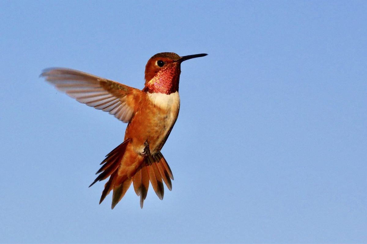 When Do Hummingbirds Leave Indiana? Migration Guide