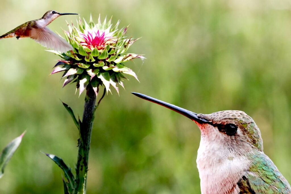 When Do Hummingbirds Leave Massachusetts? Best Time to See in 2023