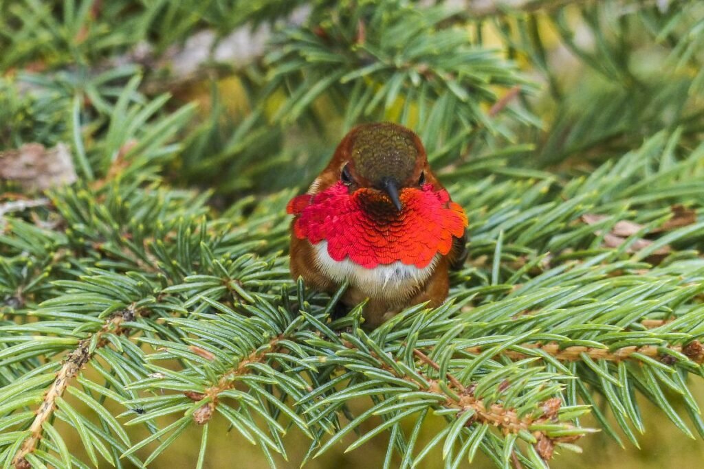 When Do Hummingbirds Leave Massachusetts? Best Time to See in 2023
