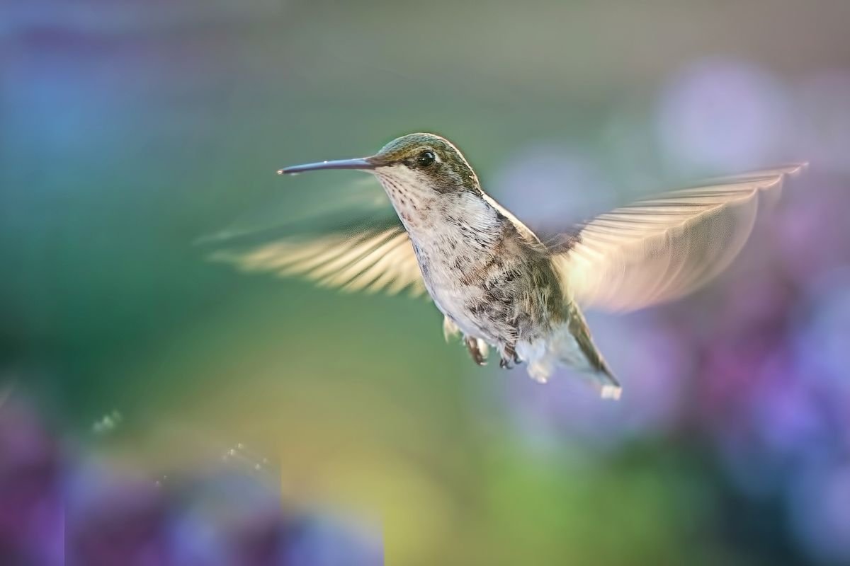 When Do Hummingbirds Leave Massachusetts? Best Time to See in 2023
