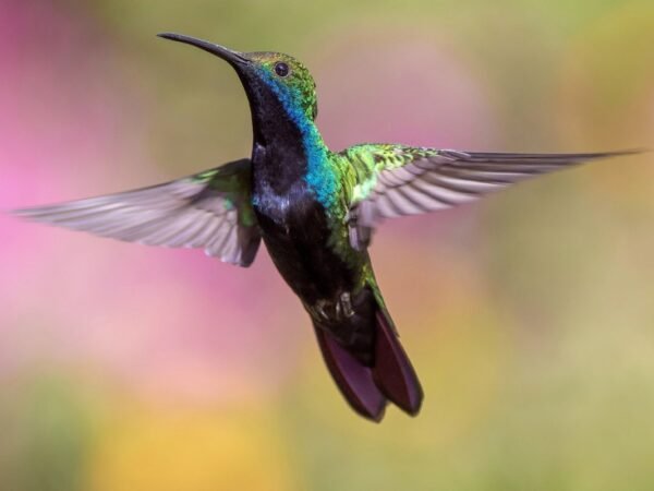 When Do Hummingbirds Leave Minnesota? Migration Schedule Revealed!