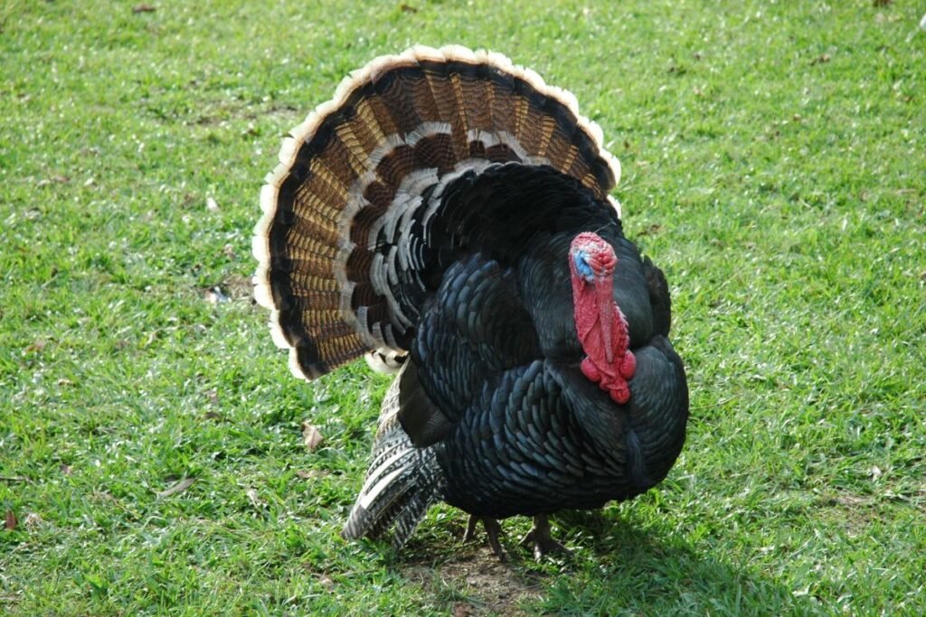 When is Turkey Season in Michigan