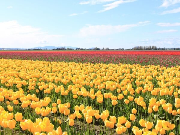 When is the Tulip Festival in Holland Michigan? Insider's Guide