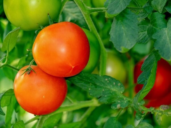 When to Plant Tomatoes in Missouri - Expert Tips for Success