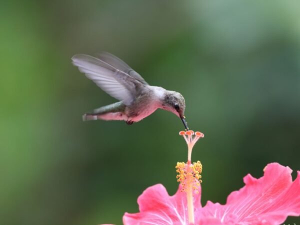 When Do Hummingbirds Leave Michigan? A Complete Guide