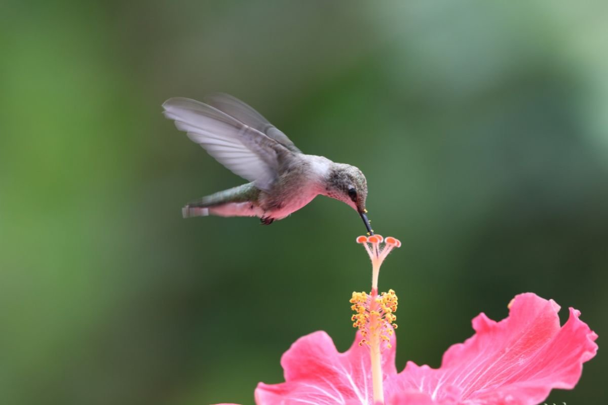 When Do Hummingbirds Leave Michigan? A Complete Guide
