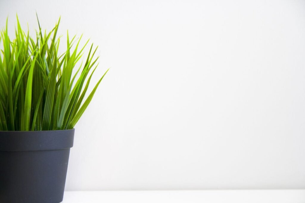 When to Plant Grass Seed in Ohio